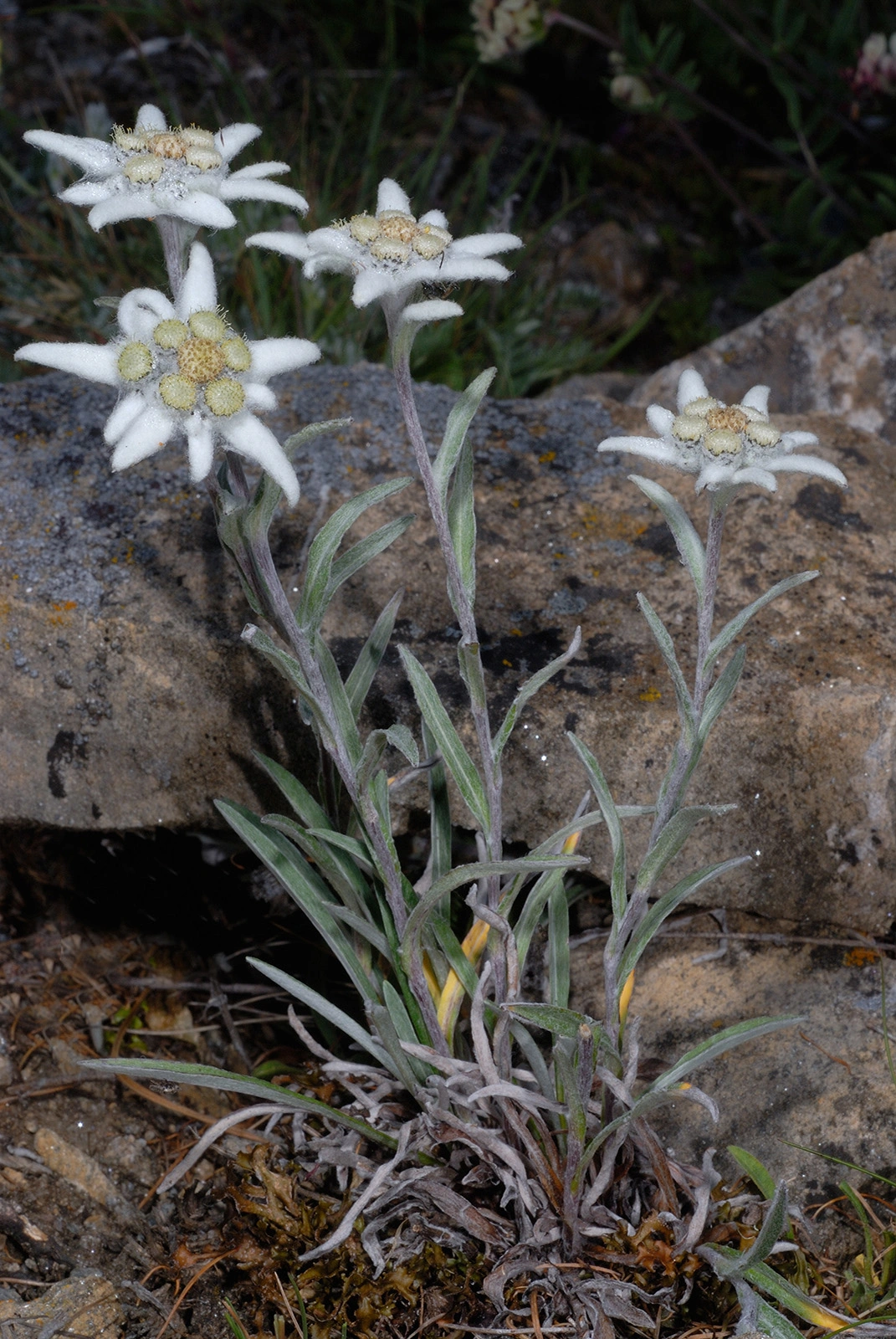 Photo Maurizio Broglio - Leontopodium alpinum